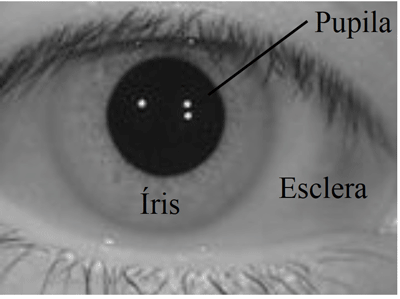 human-eye-structure