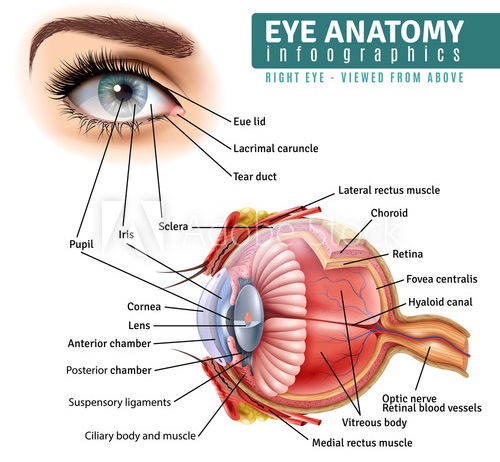 نمایش عنبیه چشم Iris از زاویه روبرو و کنار جهت شناسایی در دستگاه حضور و غیاب